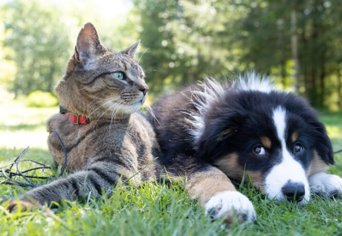 THE HEALING POWER OF PETS: HOW CATS AND DOGS